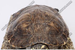 tortoise shell 0001
